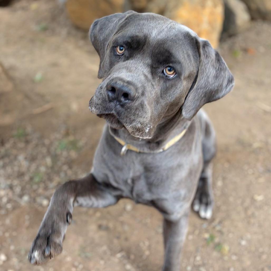 Chief, Adoptable, Young Male Cane Corso & Mixed Breed.