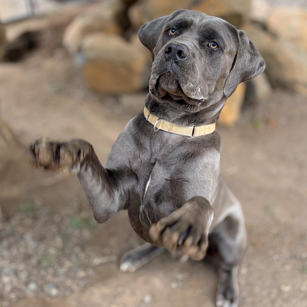Enlarge Chief, a Adoptable mixed breed in Salem, OR image 2/6