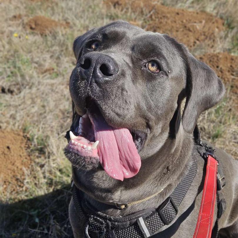 Enlarge Chief, a Adoptable mixed breed in Salem, OR image 3/6
