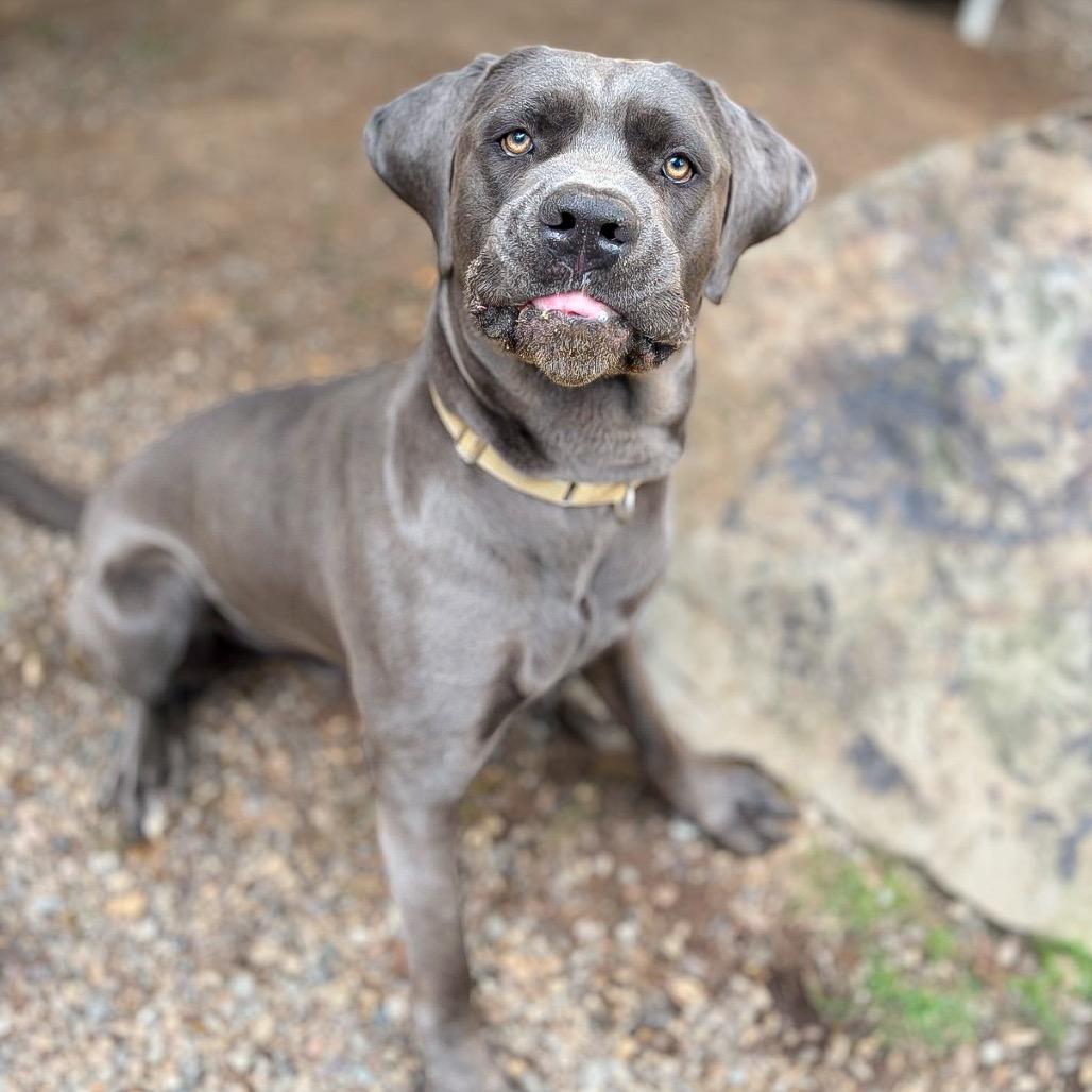 Enlarge Chief, a Adoptable mixed breed in Salem, OR image 4/6
