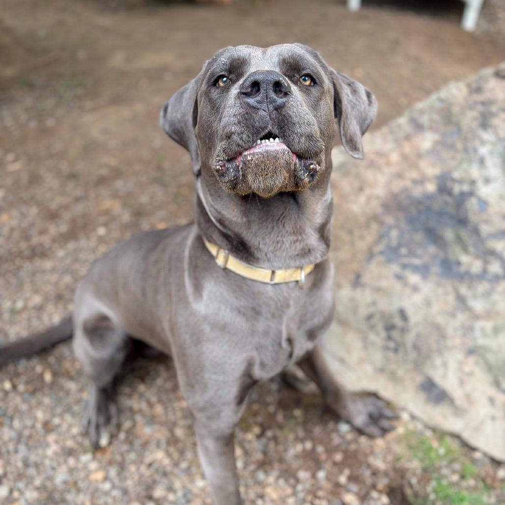 Enlarge Chief, a Adoptable mixed breed in Salem, OR image 5/6