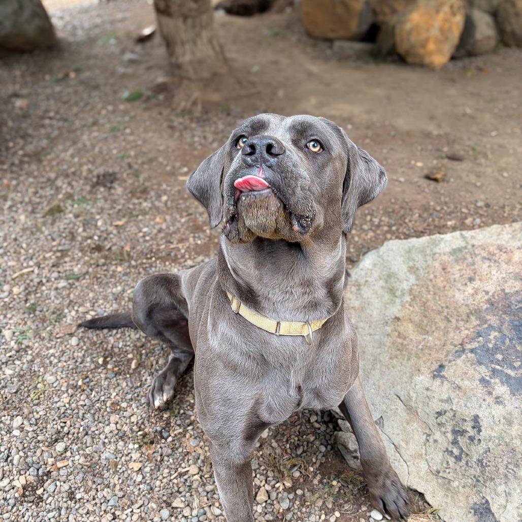 Enlarge Chief, a Adoptable mixed breed in Salem, OR image 6/6