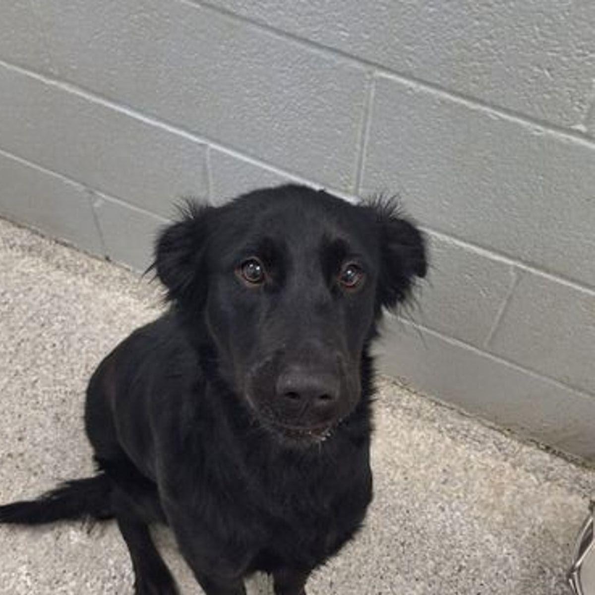 Roxy, Adoptable, Adult Female Labrador Retriever & Golden Retriever.