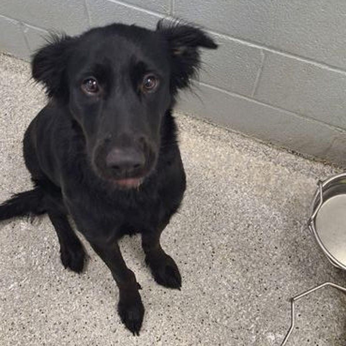 Enlarge Roxy, a Adoptable mixed breed in Lake Havasu City, AZ image 2/2