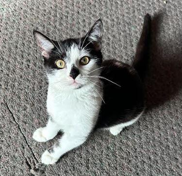 Carly, a Adoptable Domestic Short Hair in Russellville, KY image 1/3