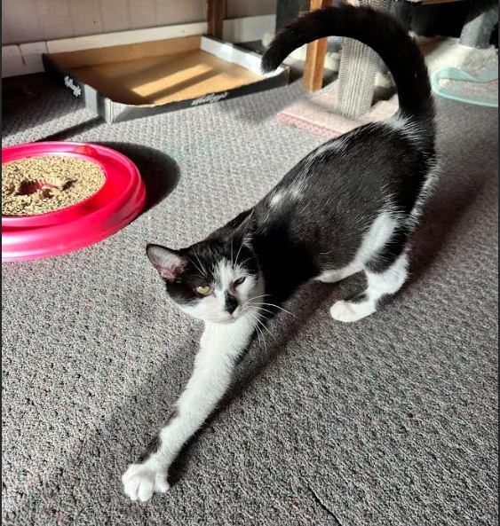 Carly, a Adoptable Domestic Short Hair in Russellville, KY image 3/3