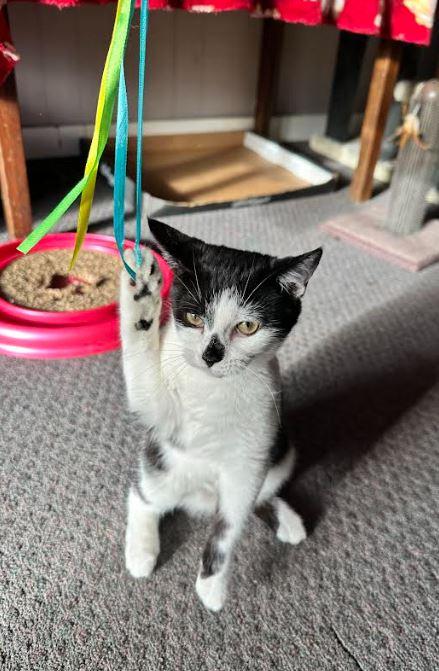 Carly, a Adoptable Domestic Short Hair in Russellville, KY image 2/3