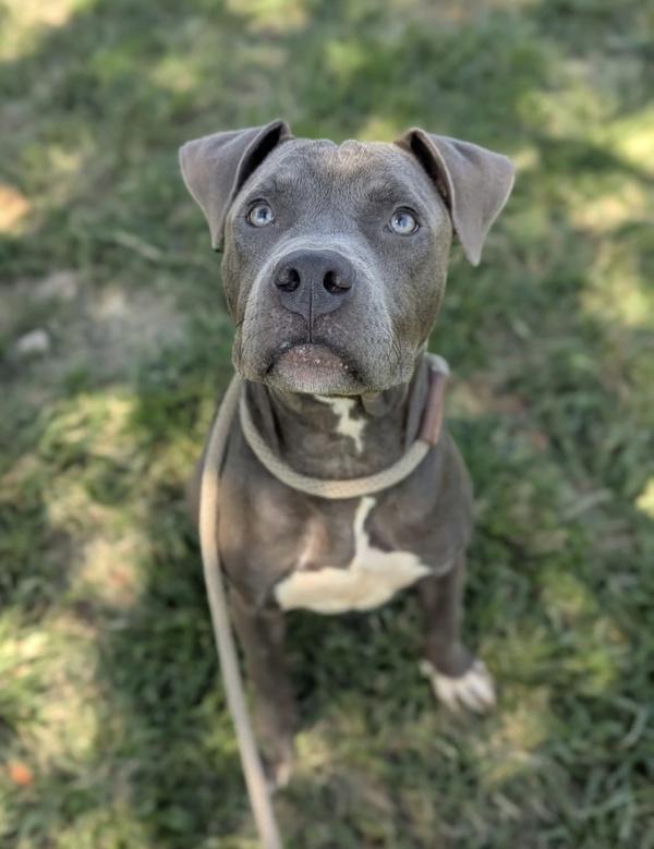 Hungry Man Merv, Adoptable, Young Male Pit Bull Terrier.
