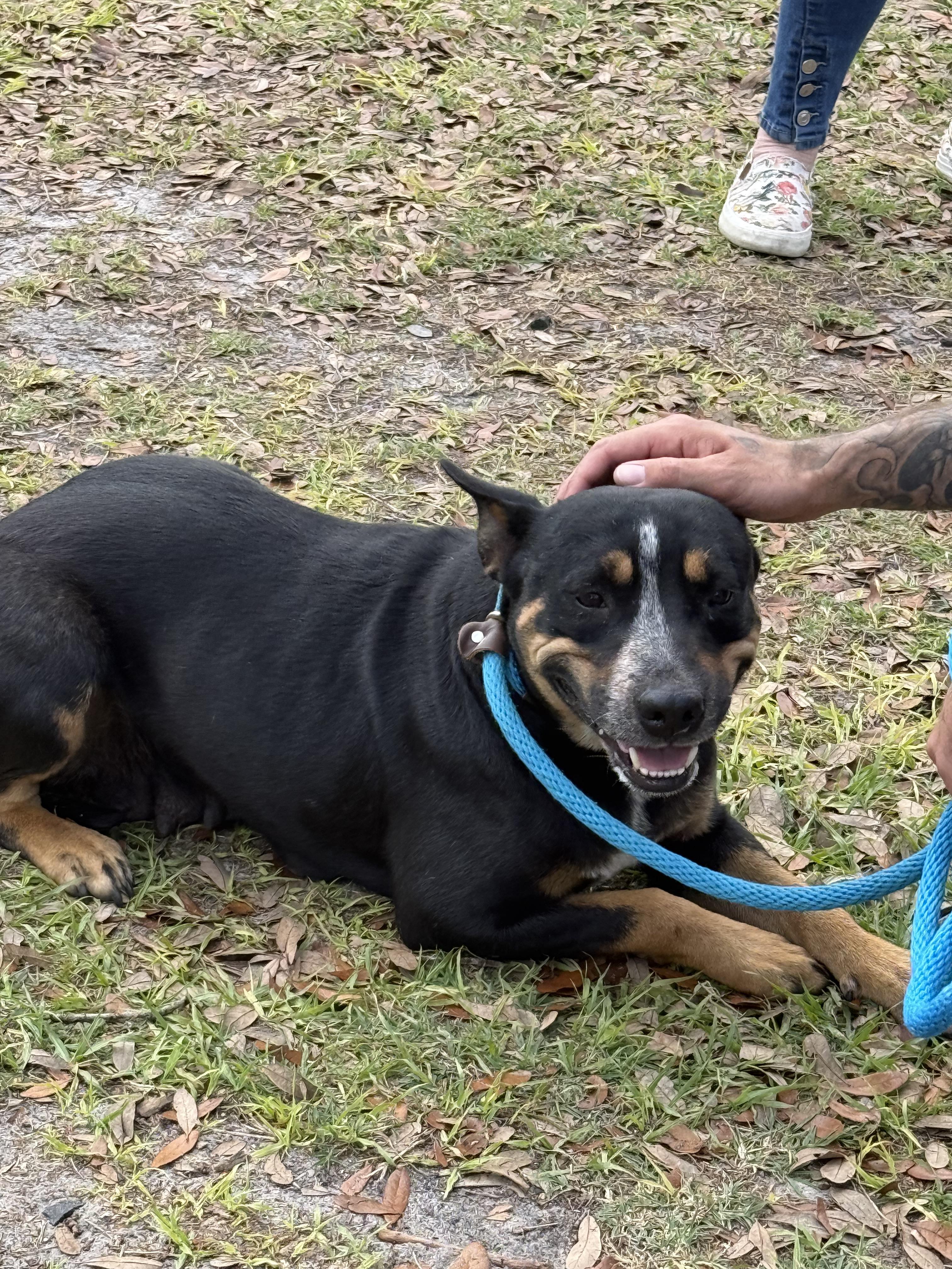 ROWAN 2, Adoptable, Adult Female Australian Cattle Dog / Blue Heeler.