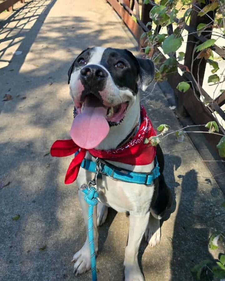 Enlarge MoonPie, a Adoptable mixed breed in Albany, NY image 4/6