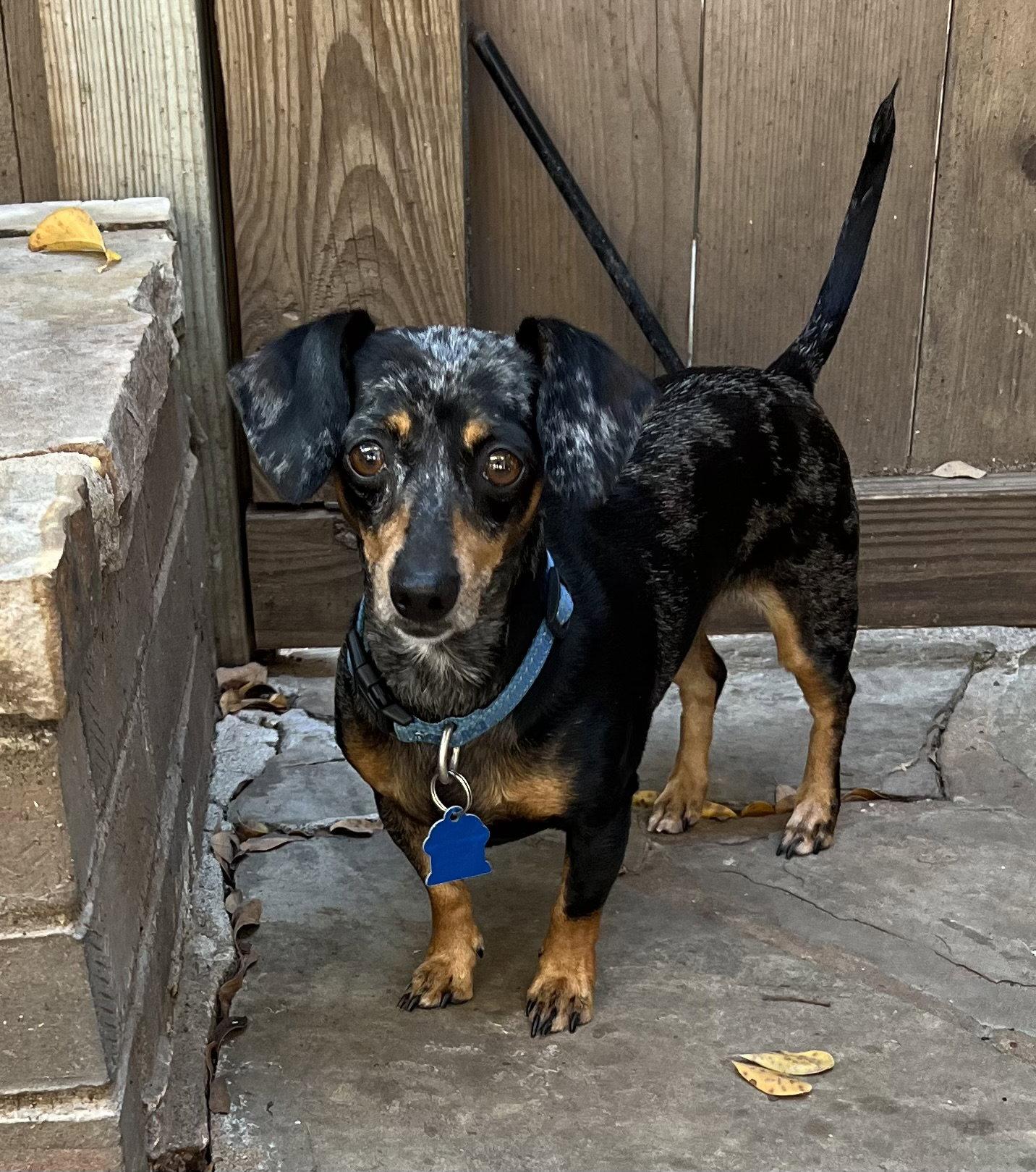 Enlarge Daisy, a Adopted Dachshund in Pearland, TX image 2/3