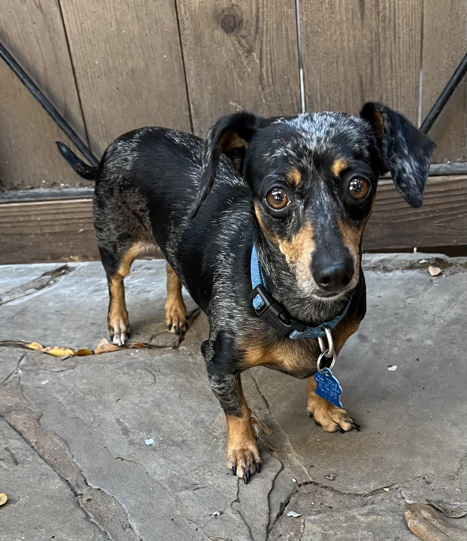 Enlarge Daisy, a Adopted Dachshund in Pearland, TX image 3/3