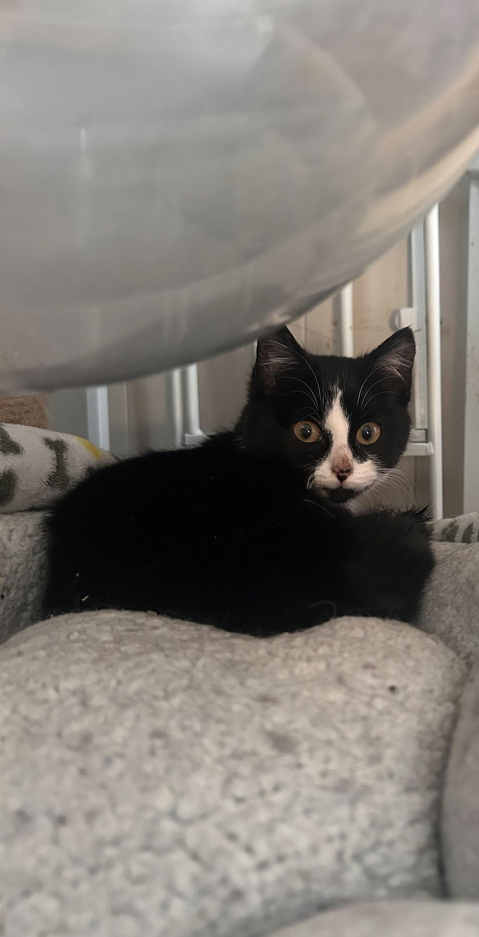 Venus, Adoptable, Kitten Female Tuxedo.