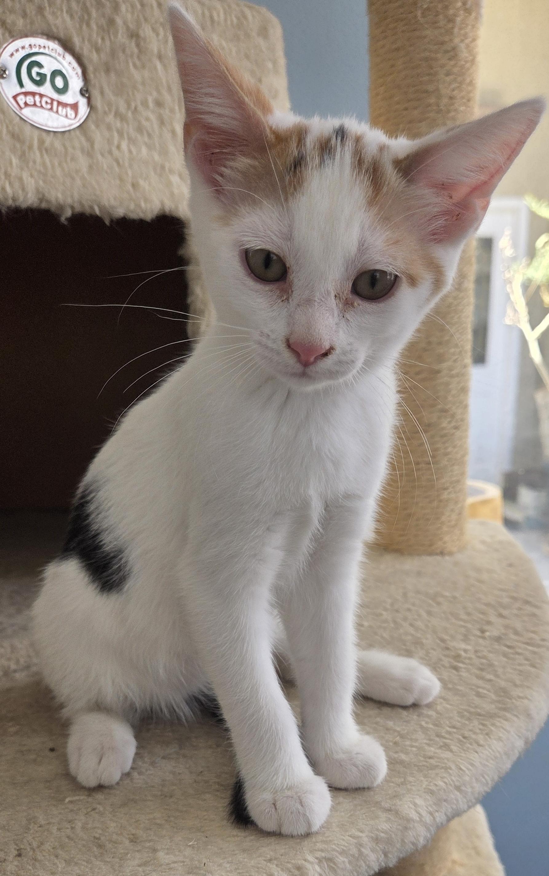 Enlarge Dotty, a ADOPTABLE Calico in Mesquite, NV image 2/2
