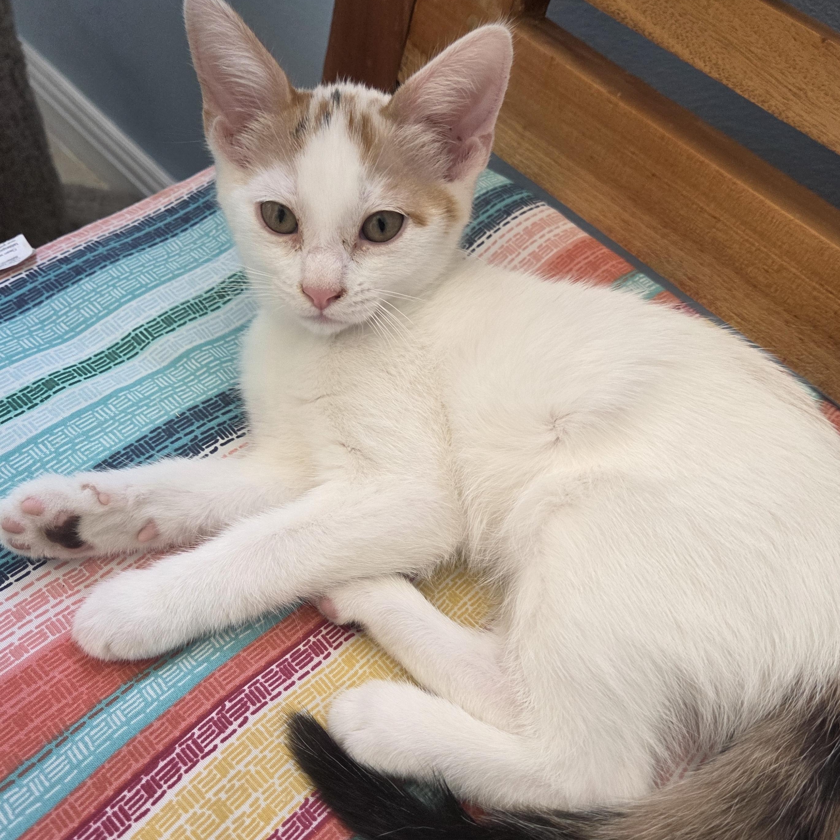 Dotty, ADOPTABLE, Young Female Calico.