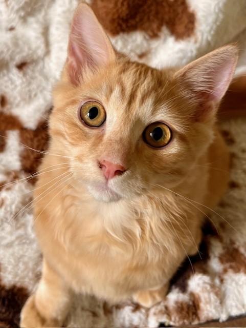 LEO