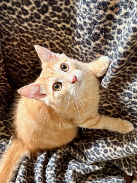 LEO