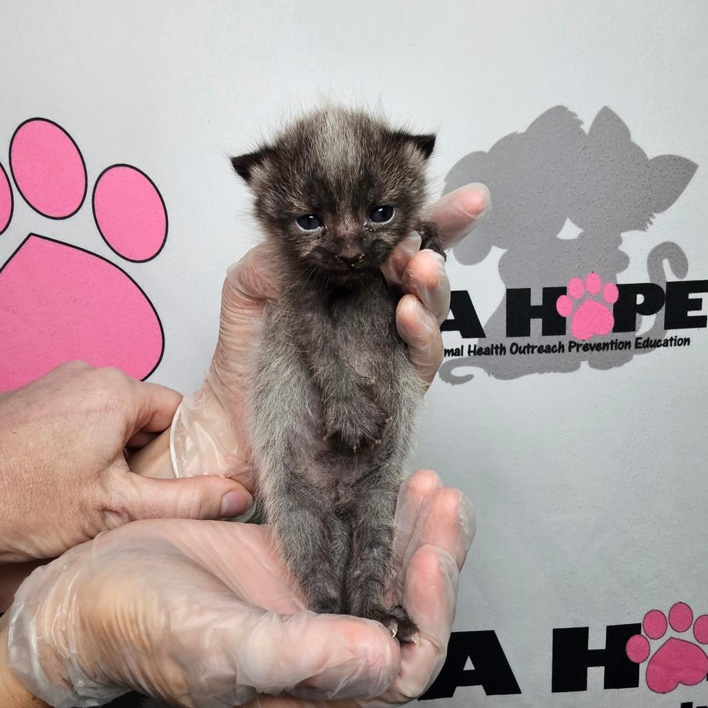 Enlarge Fenrir, a Adoptable mixed breed in Milton, FL image 1/4