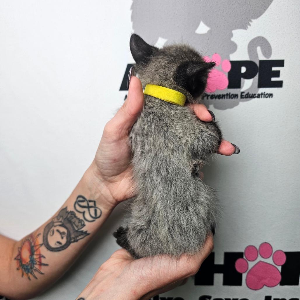 Enlarge Fenrir, a Adoptable mixed breed in Milton, FL image 2/6