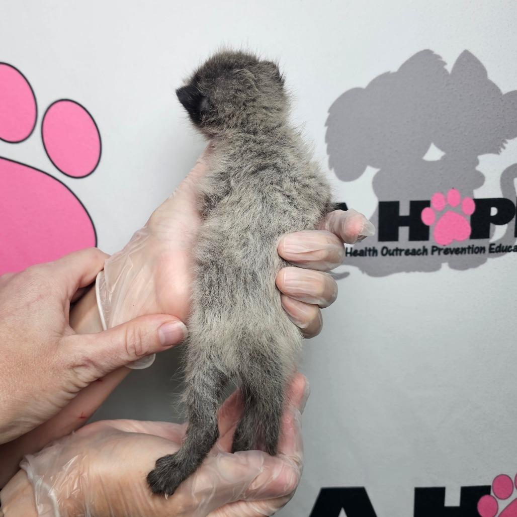 Enlarge Fenrir, a Adoptable mixed breed in Milton, FL image 3/4