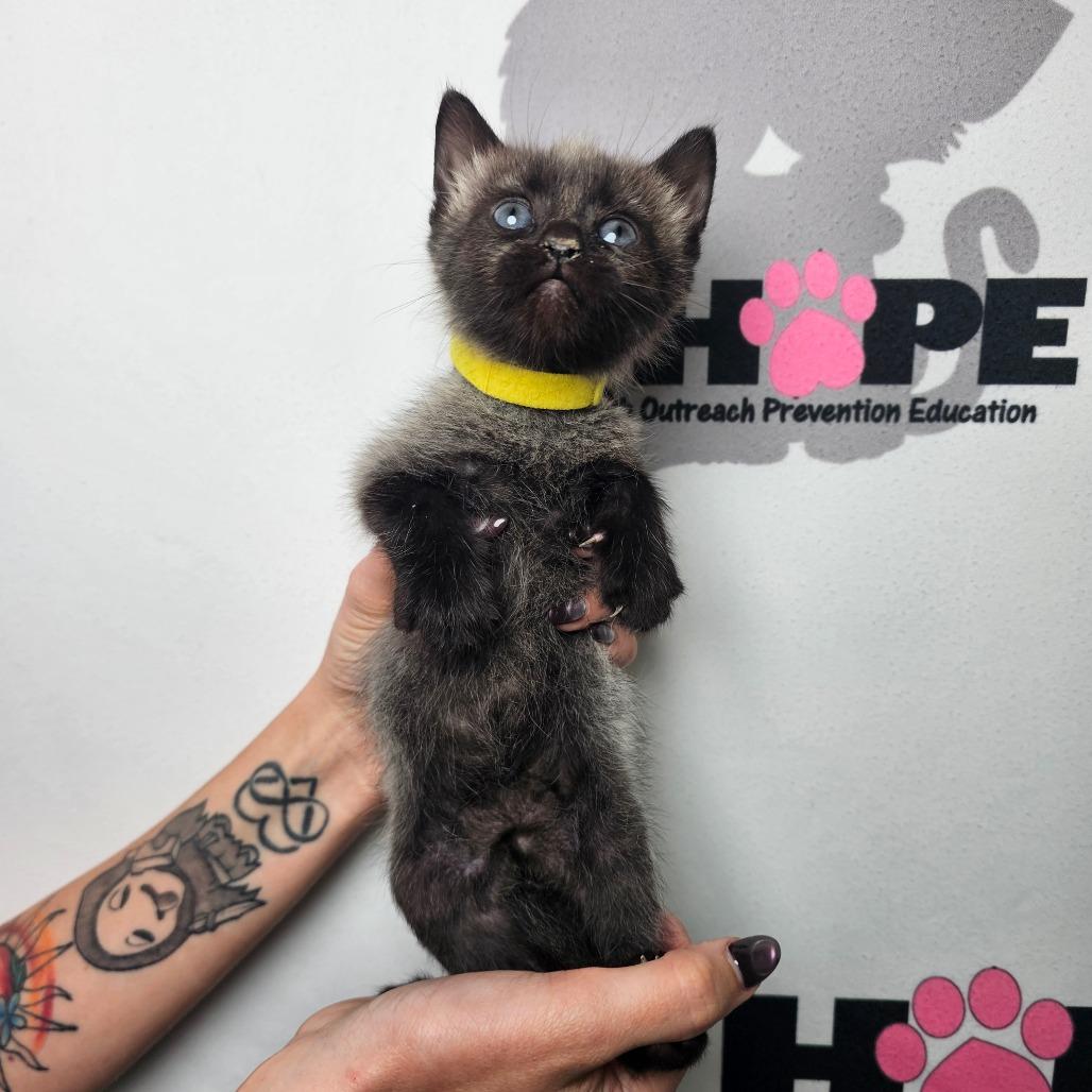 Enlarge Fenrir, a Adoptable mixed breed in Milton, FL image 5/6