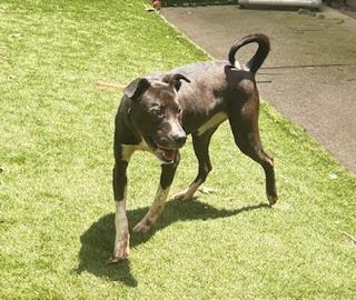 Enlarge Picnic Table, a ADOPTABLE mixed breed in Mount Juliet, TN image 4/5