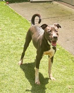 Picnic Table, ADOPTABLE, Young Female Labrador Retriever.