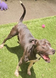 Enlarge Picnic Table, a ADOPTABLE mixed breed in Mount Juliet, TN image 5/5