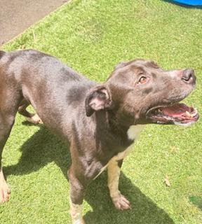 Enlarge Picnic Table, a ADOPTABLE mixed breed in Mount Juliet, TN image 3/5