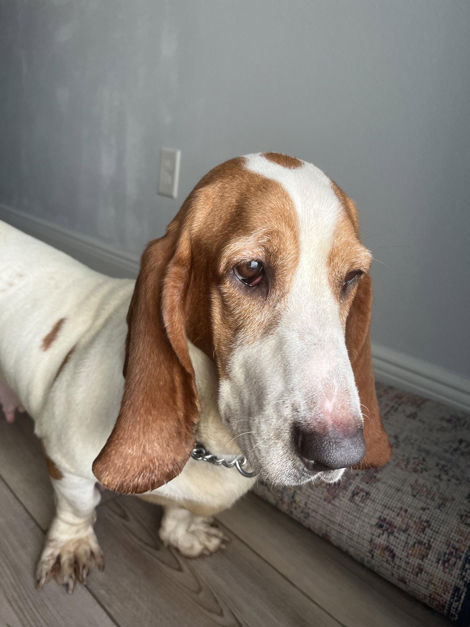 Belle Basset, Adoptable, Young Female Basset Hound.