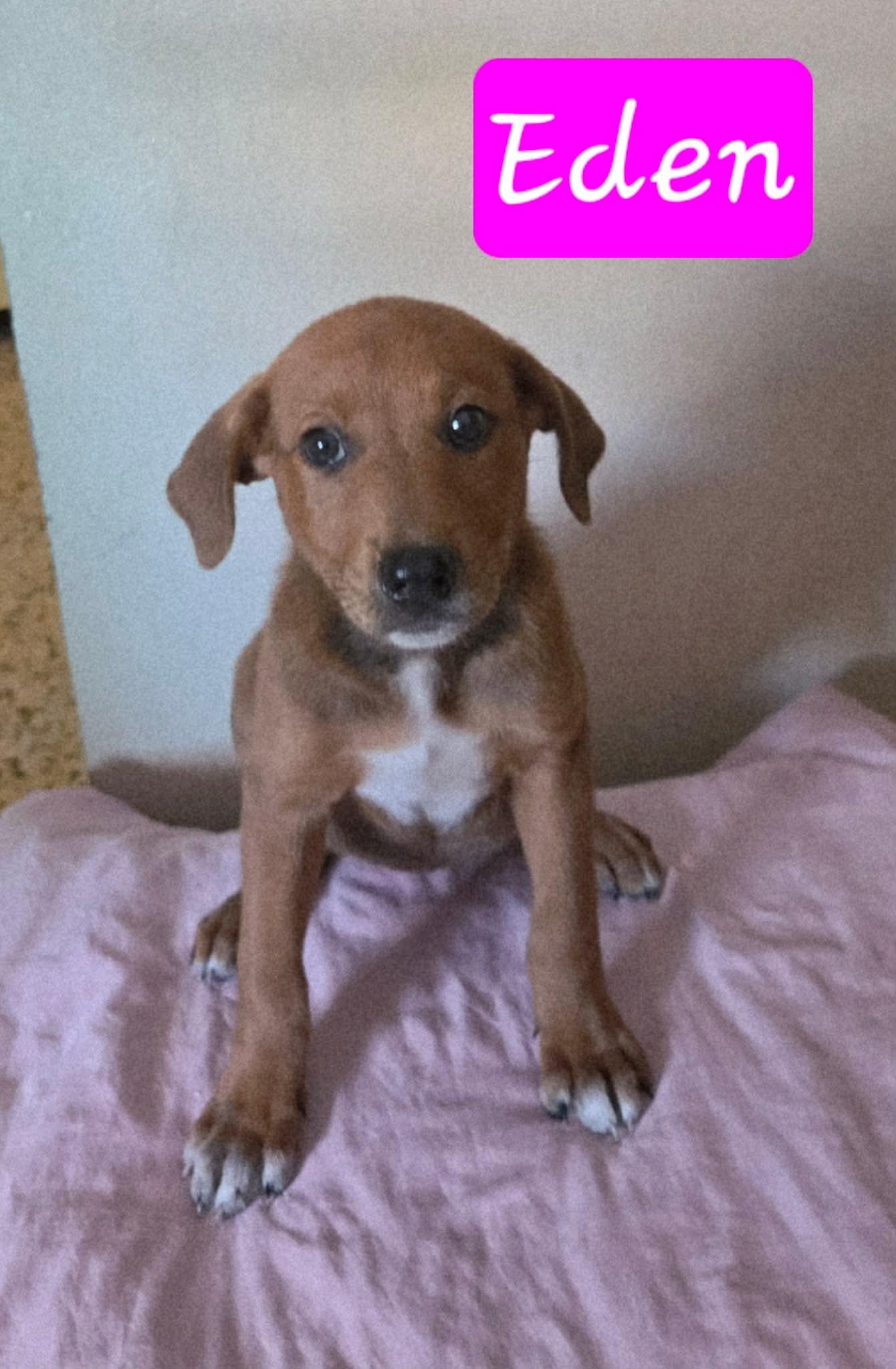 Eden, adopted, Puppy Female Labrador Retriever.