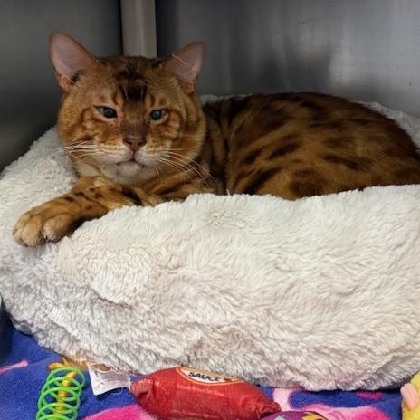 Enlarge Brocko, a ADOPTABLE Bengal in Honesdale, PA image 3/4