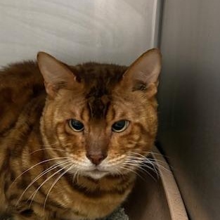 Enlarge Brocko, a ADOPTABLE Bengal in Honesdale, PA image 4/4