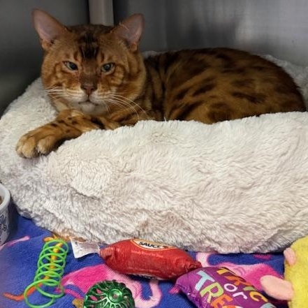 Enlarge Brocko, a ADOPTABLE Bengal in Honesdale, PA image 2/4