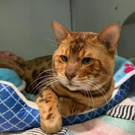 Enlarge Brocko, a ADOPTABLE Bengal in Honesdale, PA image 1/4