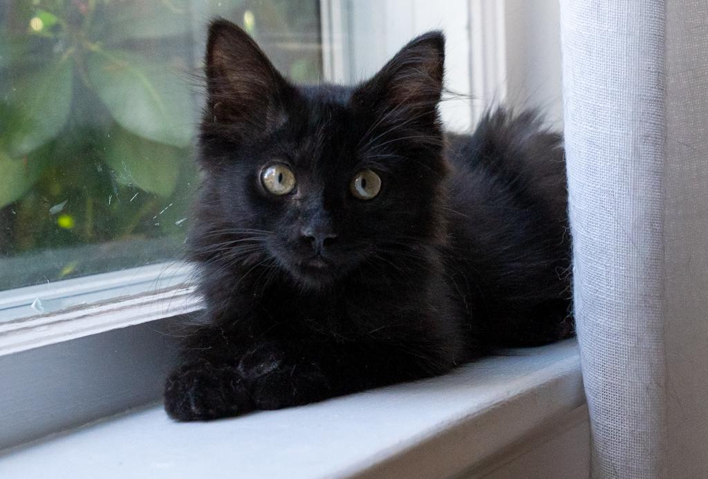 Enlarge Willow, a Adopted Domestic Long Hair in Warwick, RI image 3/3