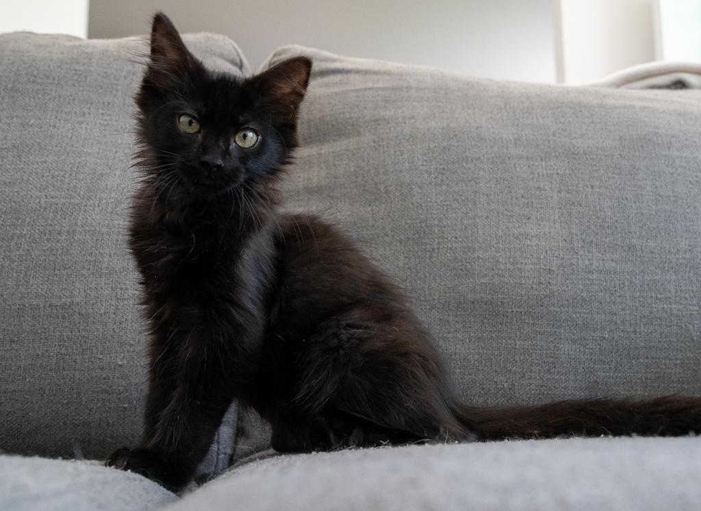Enlarge Willow, a Adopted Domestic Long Hair in Warwick, RI image 1/3