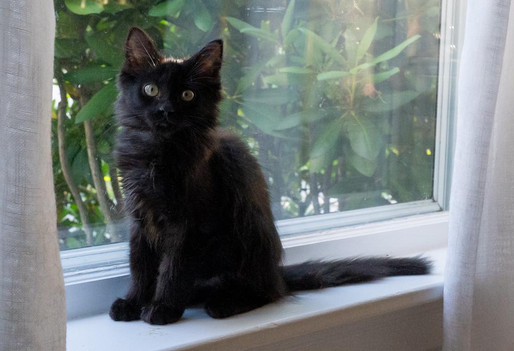 Enlarge Willow, a Adopted Domestic Long Hair in Warwick, RI image 2/3