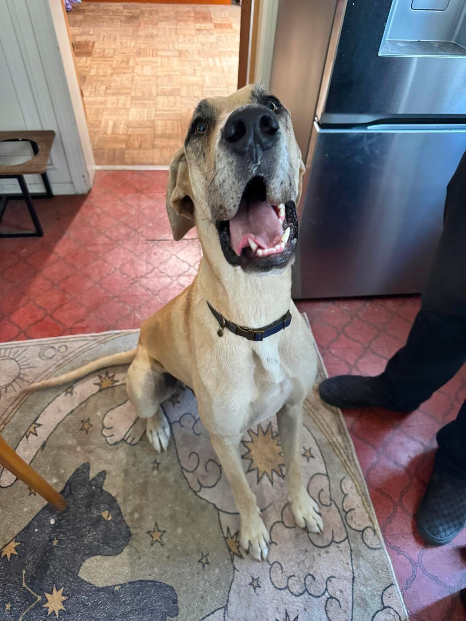 Cliff, Adoptable, Young Male Great Dane.