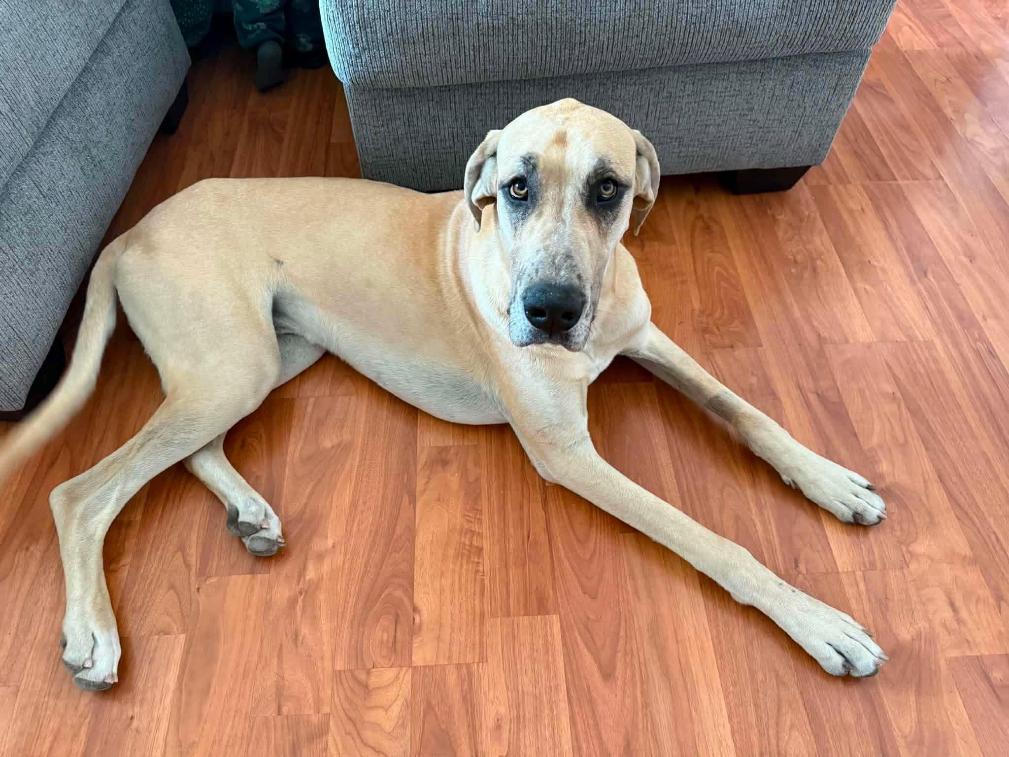 Enlarge Cliff, a Adoptable Great Dane in Mesa, AZ image 2/2