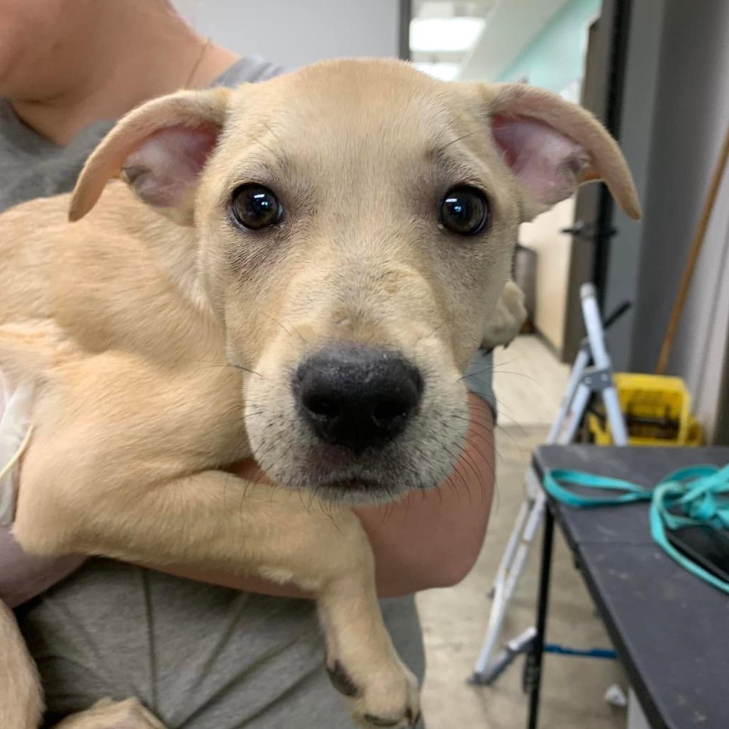 Enlarge Lindsey, a Adoptable mixed breed in Hattiesburg, MS image 1/1