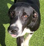 Enlarge Rory (neutered), a ADOPTABLE mixed breed in Commerce, TX image 3/3