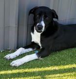 Enlarge Rory (neutered), a ADOPTABLE mixed breed in Commerce, TX image 2/3