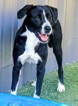 Rory (neutered), ADOPTABLE, Adult Male Border Collie.