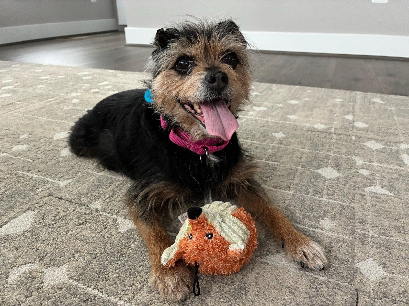 Lolli, Adoptable, Senior Female Terrier.