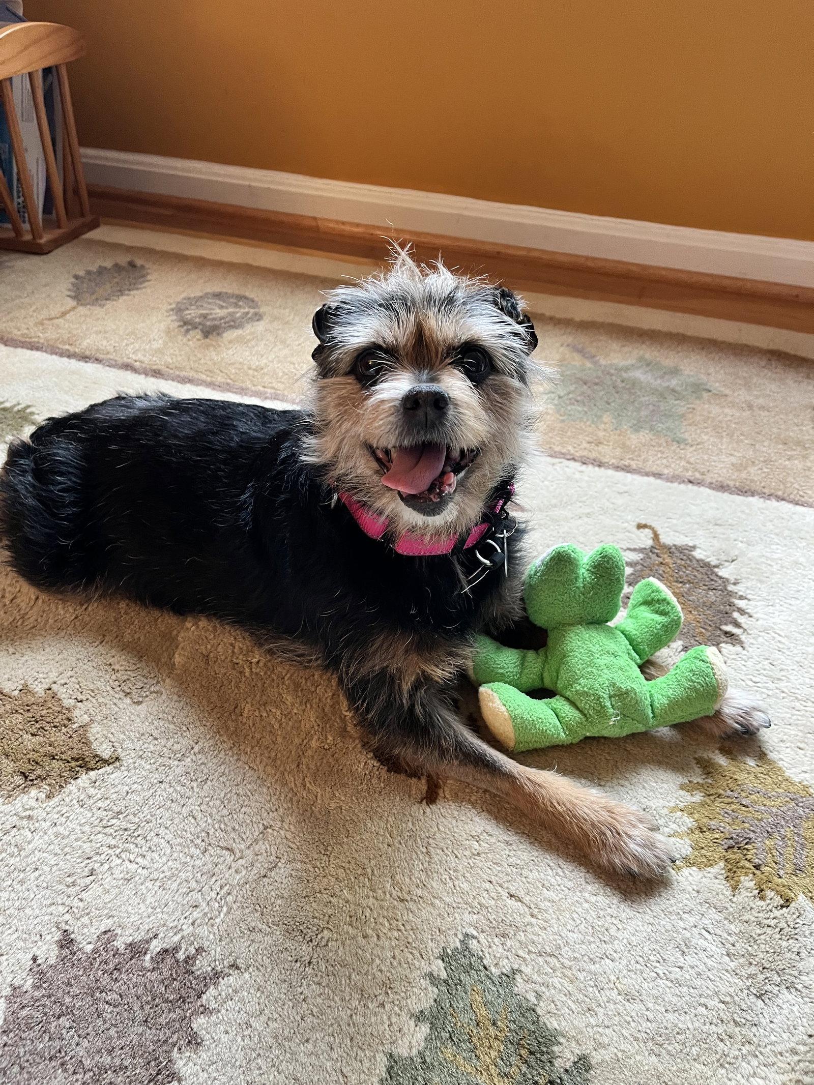 Lolli, Adoptable, Senior Female Terrier.