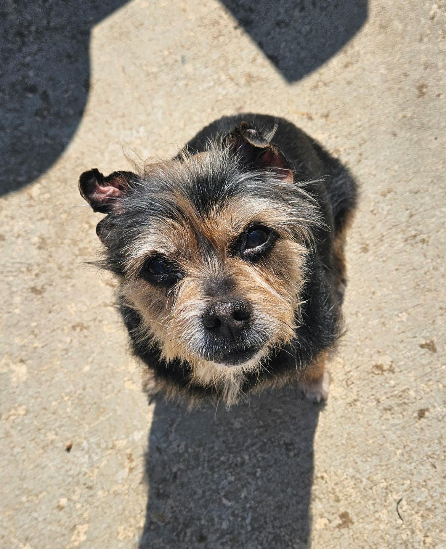 Lolli, a Adoptable Terrier in Arlington, VA image 2/3
