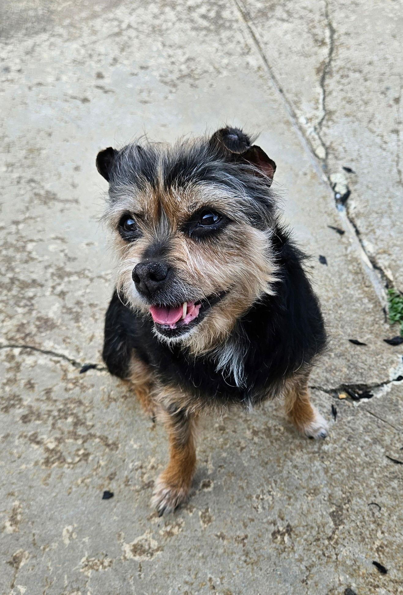 Enlarge Lolli, a Adoptable Terrier in Arlington, VA image 2/3