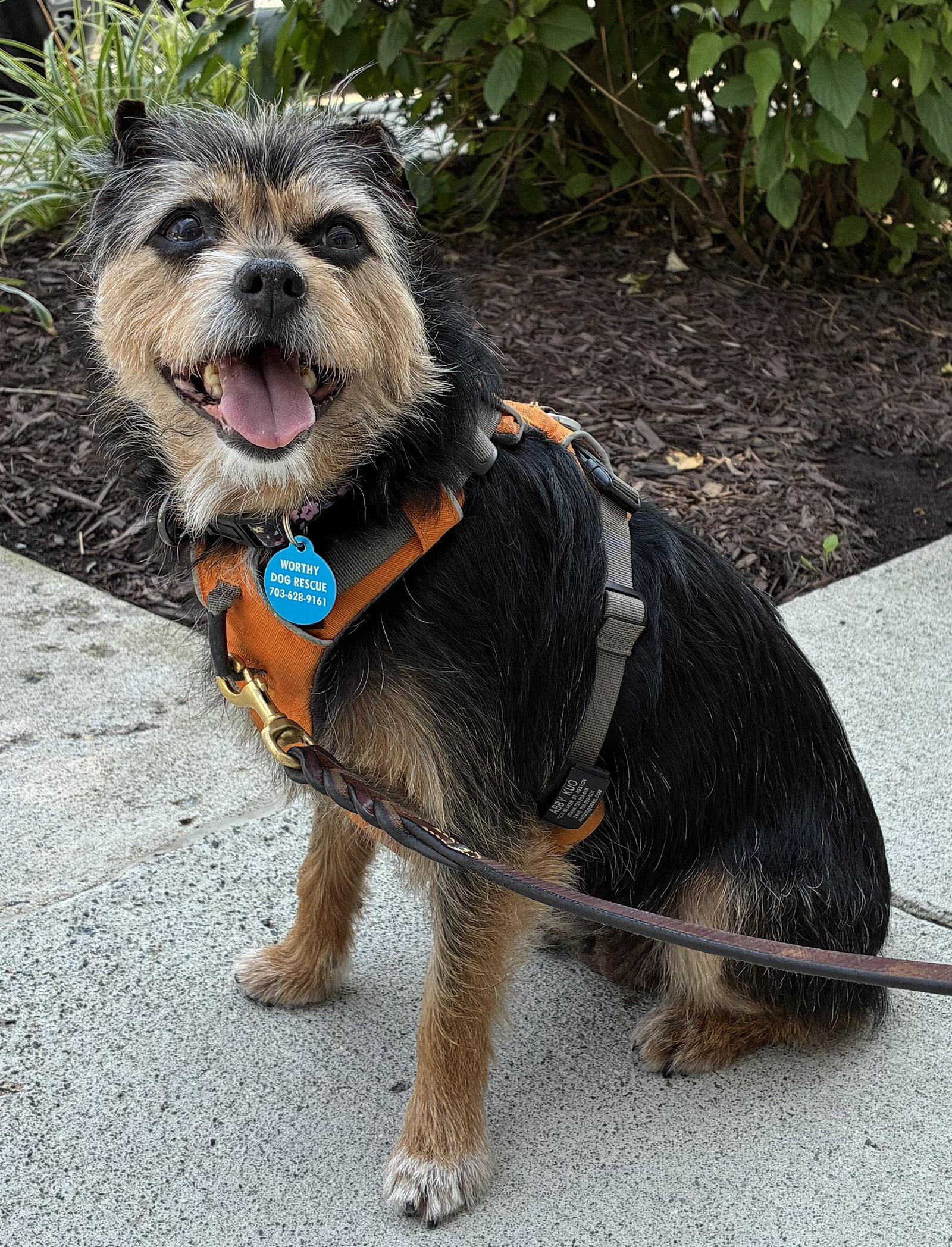 Enlarge Lolli, a Adoptable Terrier in Arlington, VA image 2/3