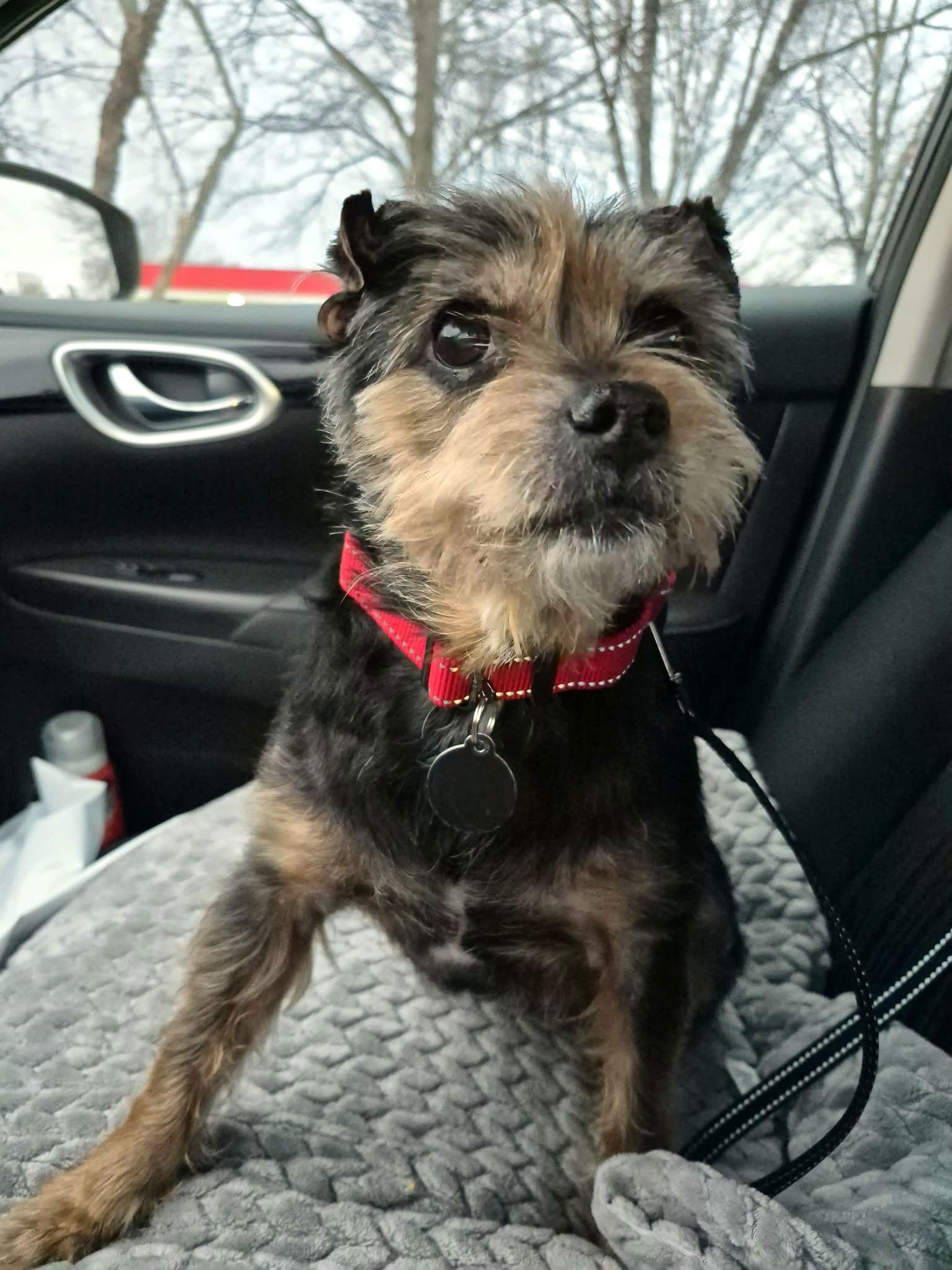 Enlarge Lolli, a Adoptable Terrier in Arlington, VA image 3/3